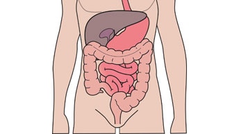 Cómo comprender el aparato digestivo y el aparato urinario