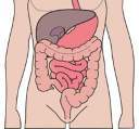 El sistema digestivo